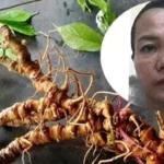 Dựng chuyện kinh doanh trầm hương và Sâm Ngọc Linh, lừa đảo hơn 10 tỷ đồng