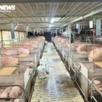 Bão lũ dồn dập, nguồn cung thịt mùa Tết năm nay có đảm bảo?