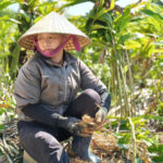 Cây riềng mở hướng làm giàu